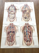 Load image into Gallery viewer, Vintage Amer-Frohse Chest And Abdomen Chart #6

