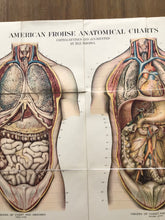 Load image into Gallery viewer, Vintage Amer-Frohse Chest And Abdomen Chart #6
