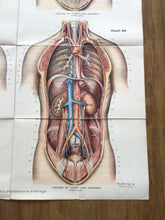 Load image into Gallery viewer, Vintage Amer-Frohse Chest And Abdomen Chart #6
