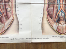 Load image into Gallery viewer, Vintage Amer-Frohse Chest And Abdomen Chart #6
