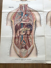 Load image into Gallery viewer, Vintage Amer-Frohse Chest And Abdomen Chart #6
