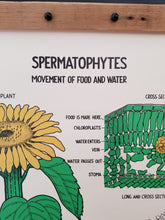 Load image into Gallery viewer, Vintage 1941 Botanical chart #7
