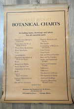 Load image into Gallery viewer, Vintage 1941 Botanical chart #7
