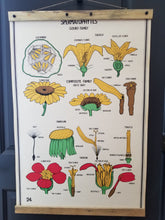 Load image into Gallery viewer, Vintage 1941 botanical chart #24
