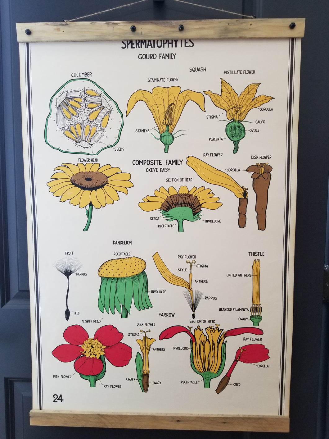 Vintage 1941 botanical chart #24