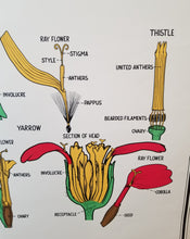 Load image into Gallery viewer, Vintage 1941 botanical chart #24
