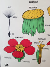 Load image into Gallery viewer, Vintage 1941 botanical chart #24
