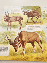 Load image into Gallery viewer, Vintage How to draw and paint hoofed animals book
